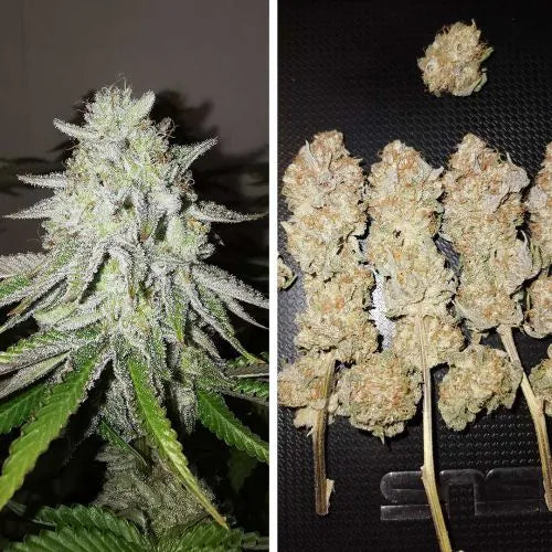 Collage of a cannabis plant and dried buds on a textured surface.