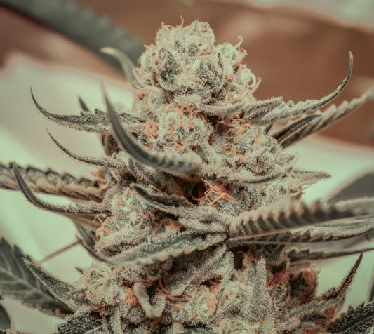 Close-up of a cannabis plant bud with frosty trichomes on a blurred background