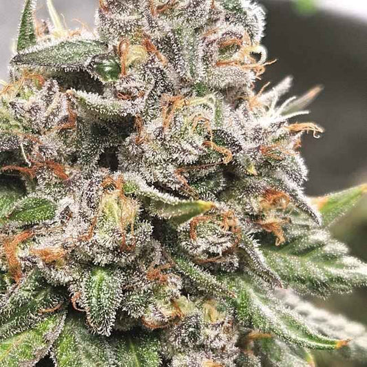 Close-up of a cannabis plant with frost on its buds