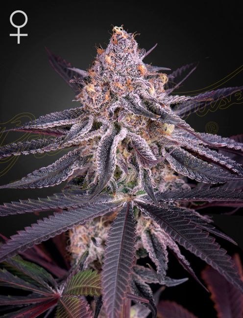 Close-up of a cannabis plant with purple leaves and a dark background