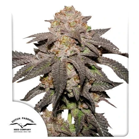 Kingston Punch - Dutch Passion