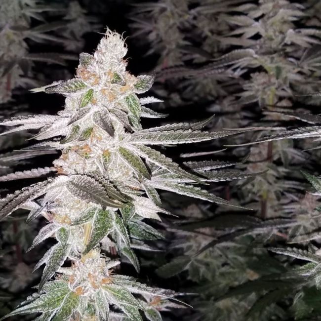 Kingston Punch - Dutch Passion