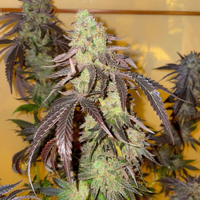 Kingston Punch - Dutch Passion