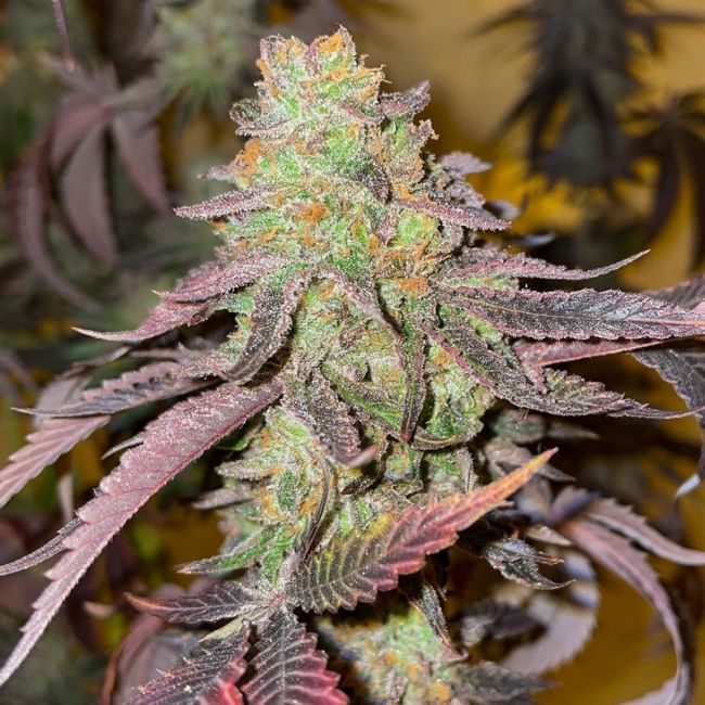 Kingston Punch - Dutch Passion