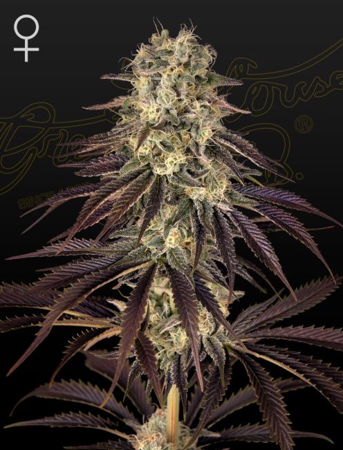 Close-up of a cannabis plant with a dark background