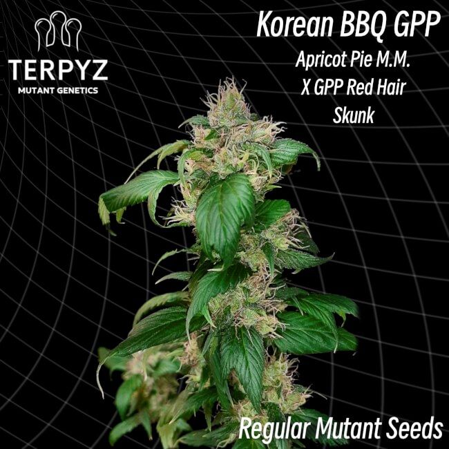 Cannabis plant with text indicating genetic crosses and Terpyz branding on a black grid background