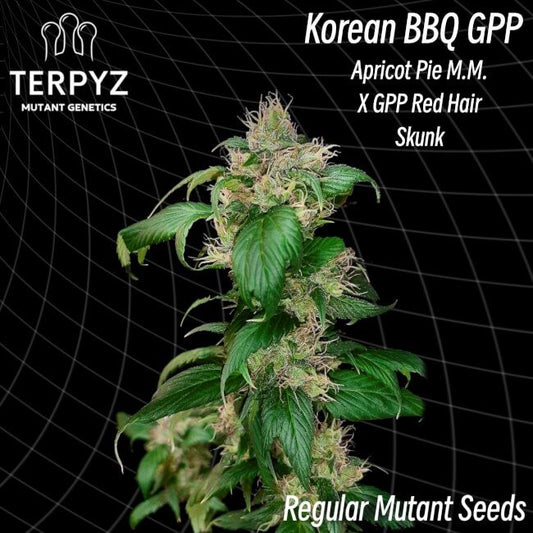 Cannabis plant with text indicating genetic crosses and Terpyz branding on a black grid background