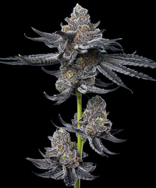 Close-up of a cannabis plant with dark green and gray leaves on a black background