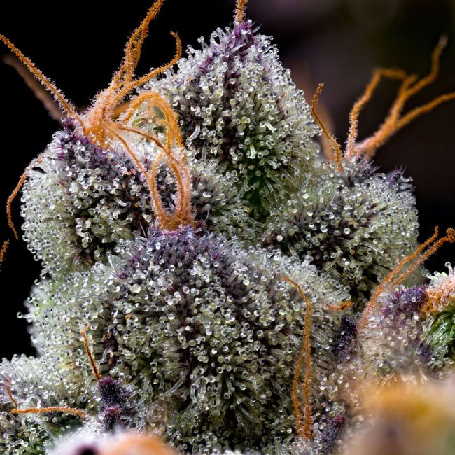 Close-up of a cannabis plant with detailed texture and color.