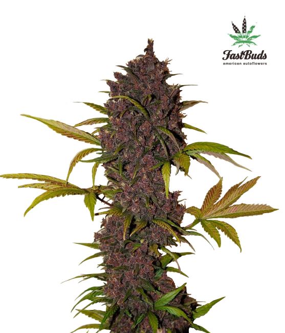 Grown cannabis plant with green leaves and purple buds on a white background, featuring the FastBuds logo.
