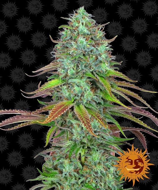 Cannabis plant with a black background and a sun logo.