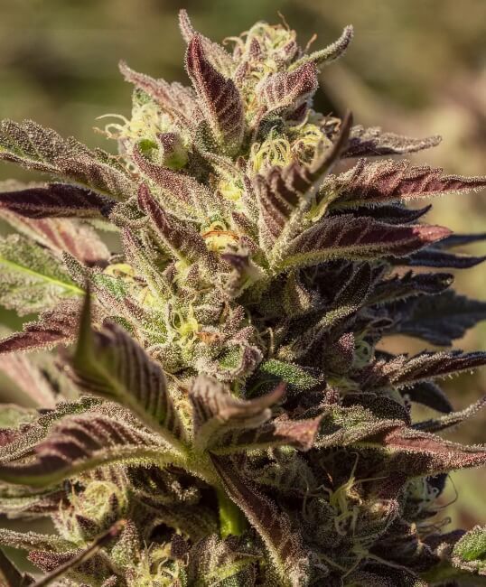 La Jefa Fast - Atlas Seed