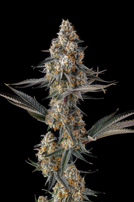 A close-up of a cannabis flower bud with green leaves and orange-yellow pistils against a solid black background.