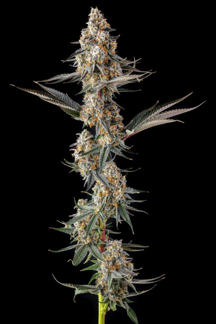 Close-up of a cannabis plant with a black background