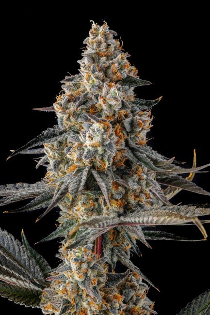 A close-up of a mature cannabis bud with frosty white trichomes, green leaves, and orange pistils against a solid black background.