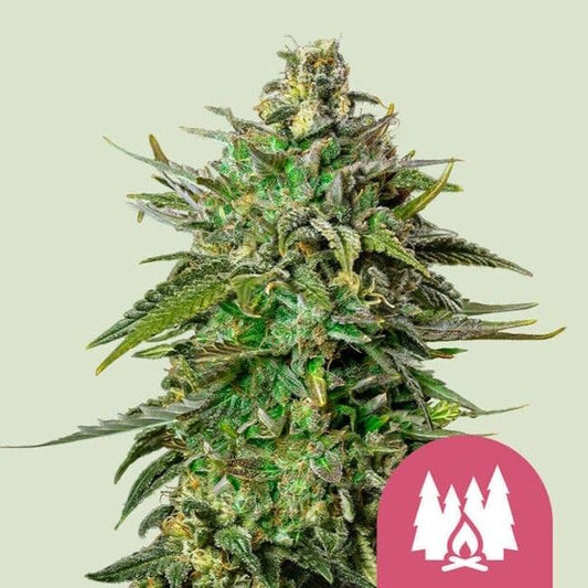 Close-up of a cannabis plant with a pink logo featuring trees and a flame on a light green background.