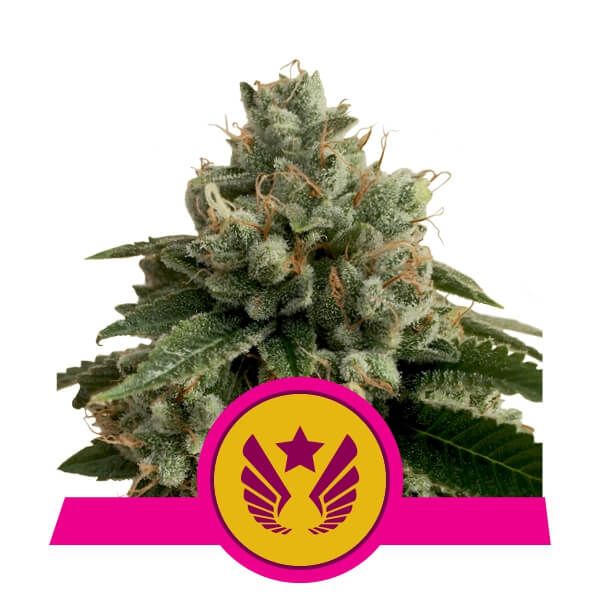 Cannabis plant with a pink and yellow logo on a white background