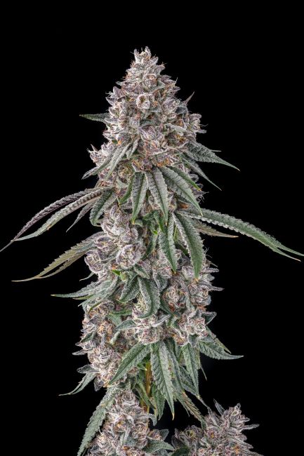 A close-up of a cannabis flower bud with green and silver-gray trichome coverage, set against a solid black background.