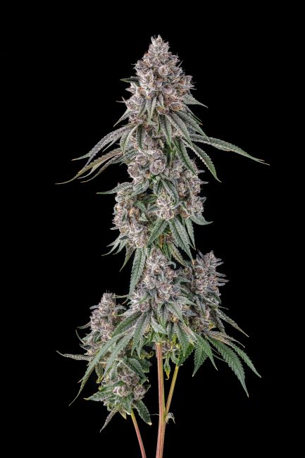 A vertical cannabis flower bud cluster with green leaves and frosty white trichome coverage, photographed against a solid black background.