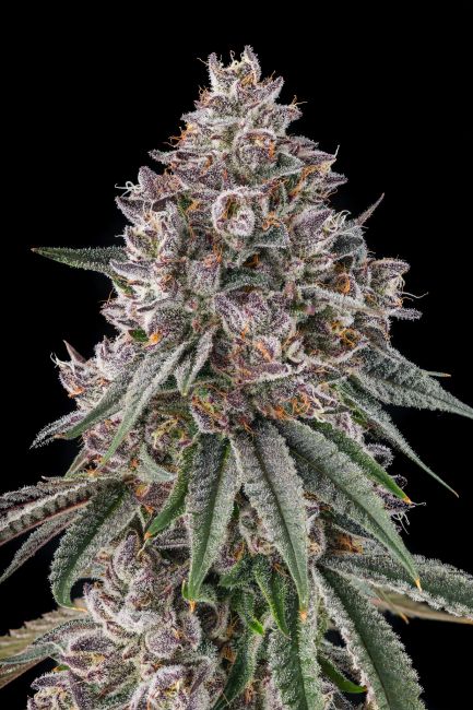 A close-up of a cannabis bud with frosty white trichomes and purple-orange pistils, surrounded by green leaves against a solid black background.