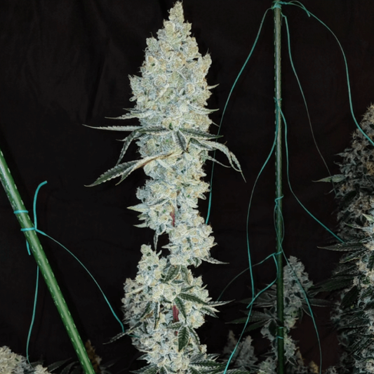 Close-up of a cannabis plant with a black background
