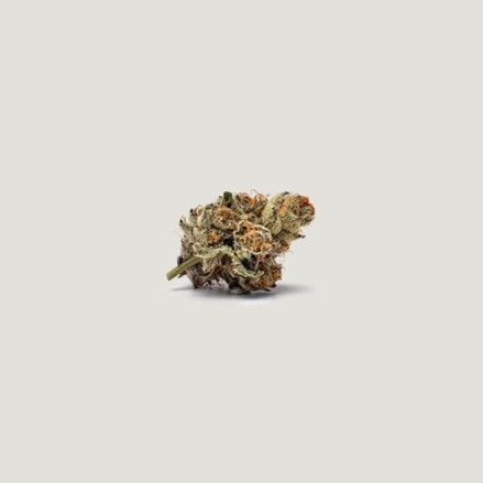 Lemon Cherry Tarts - Purple City Genetics