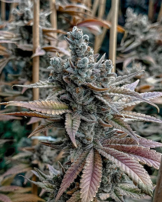 Closeup of a frosty green bud with purple leaves.