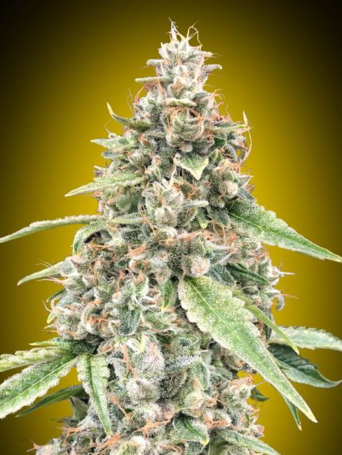 Close-up of a cannabis plant with a yellow gradient background