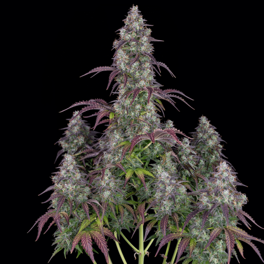 Cannabis plant with purple leaves on a black background
