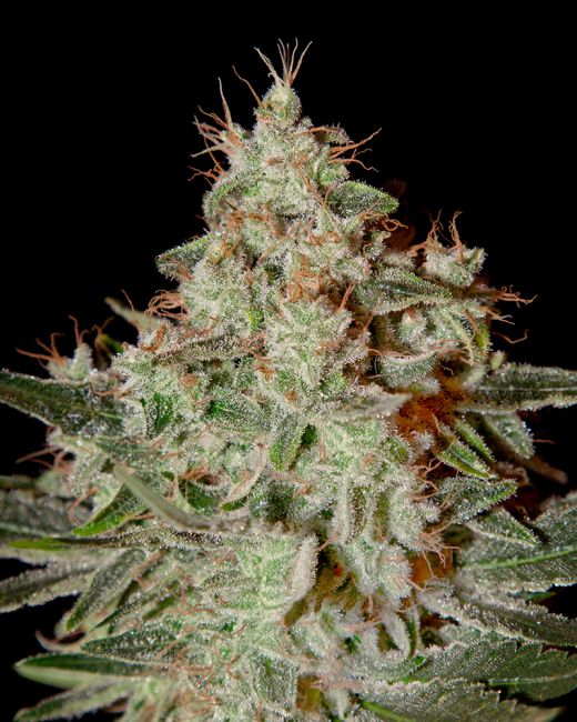 Close-up of a cannabis plant with a dark background