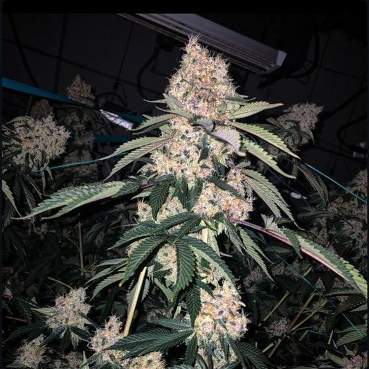 Grown cannabis plant with buds under artificial lighting