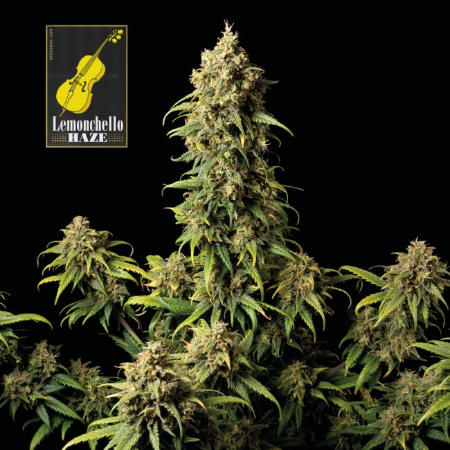 Grown cannabis plant with 'Lemonehelo' logo in top left corner on a black background