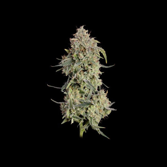 Dried cannabis plant on a black background