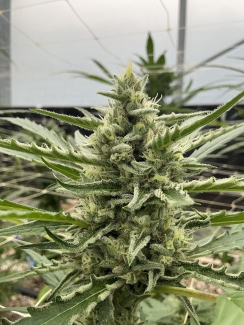Close-up of a cannabis plant with a large bud in an indoor setting