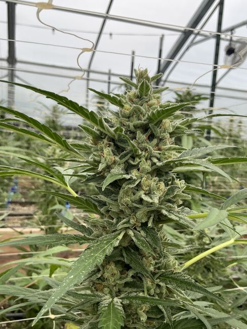 Close-up of a cannabis plant in a greenhouse setting