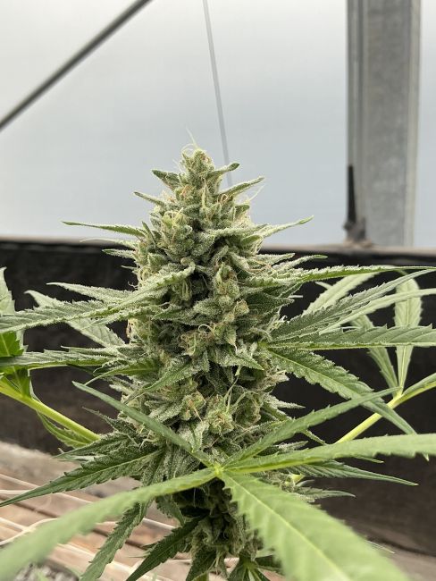 Tall cannabis plant with green leaves and buds on a blurred background