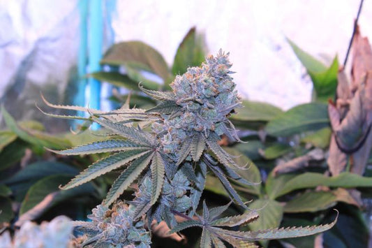 Close-up of a cannabis plant with green leaves and buds.