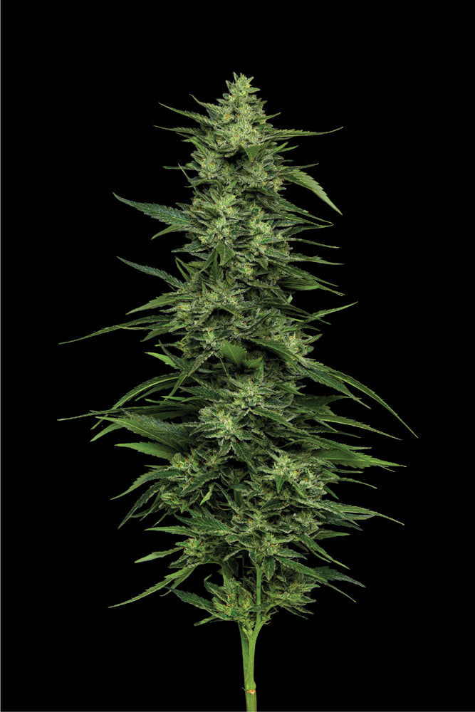 Mature cannabis plant on a black background