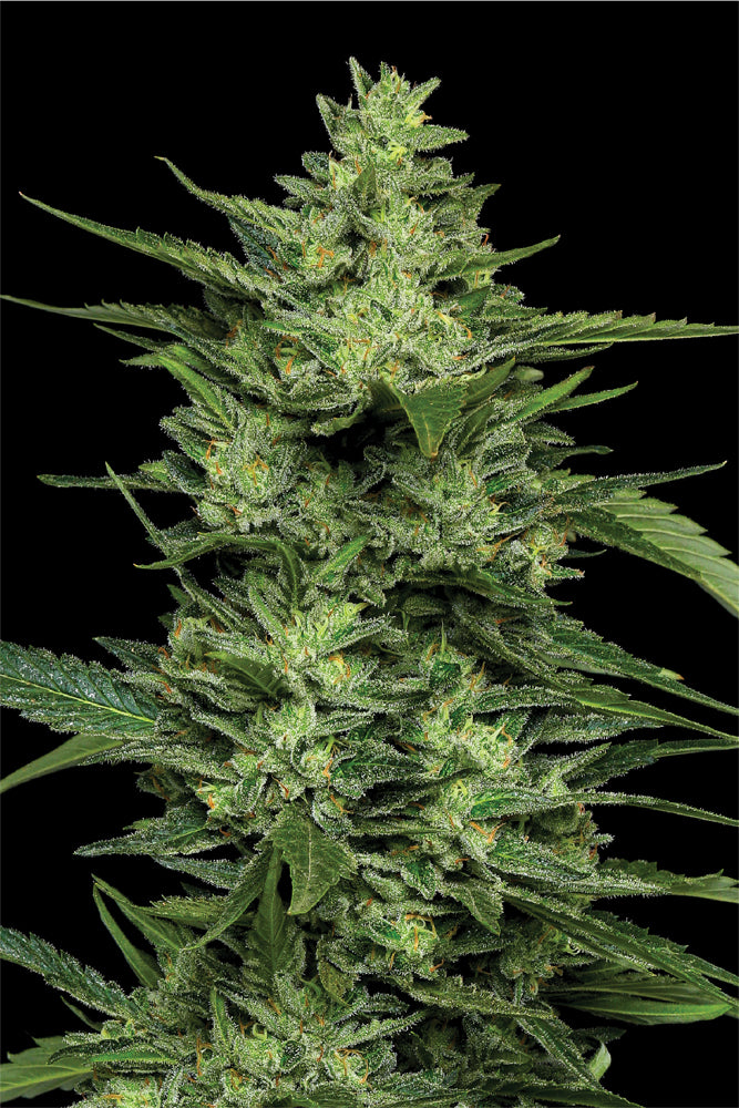 Close-up of a cannabis plant with a black background