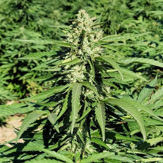Cannabis plant with green leaves and buds in a natural setting