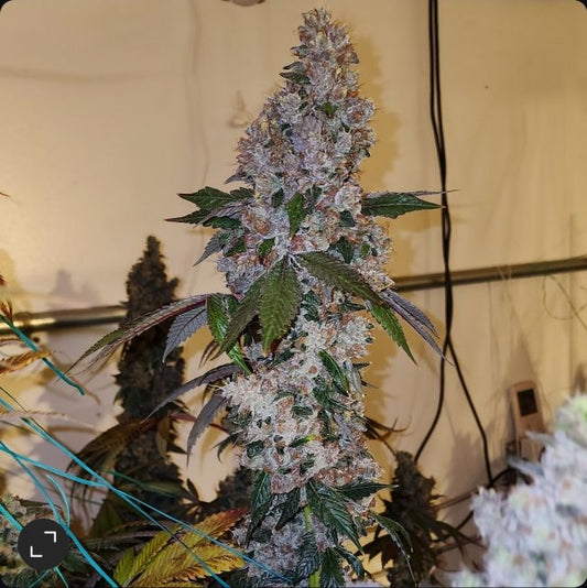 Grown cannabis plant with large buds against a neutral background