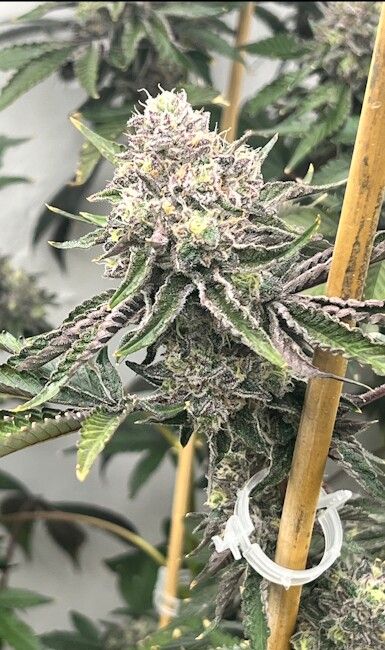 Loop Hole - Mosca Seeds