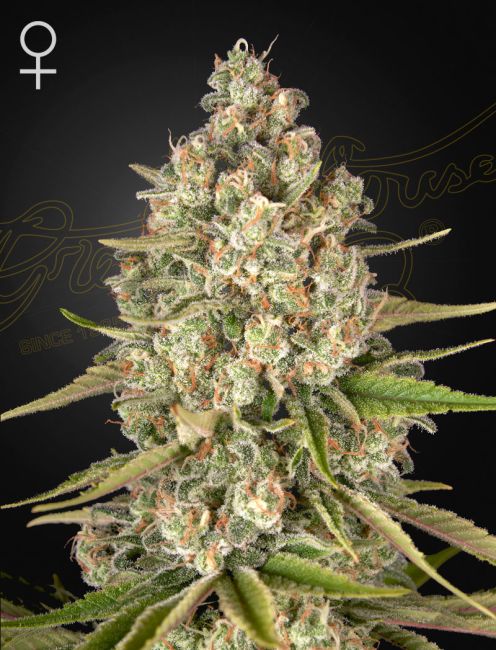 Close-up of a cannabis plant with a dark background