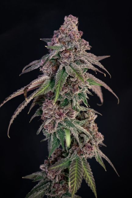 Close-up of a cannabis plant with dark background