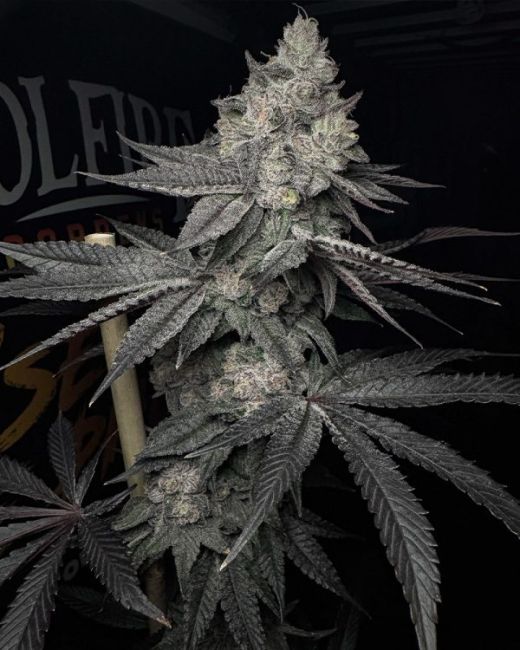 Close-up of a cannabis plant with a dark background