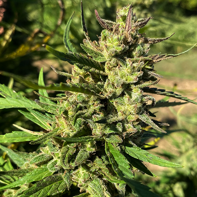 Close-up of a cannabis plant with green leaves and buds.
