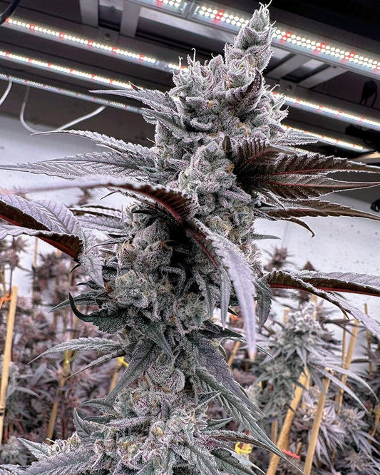 Closeup of a frosty green bud with purple leaves.