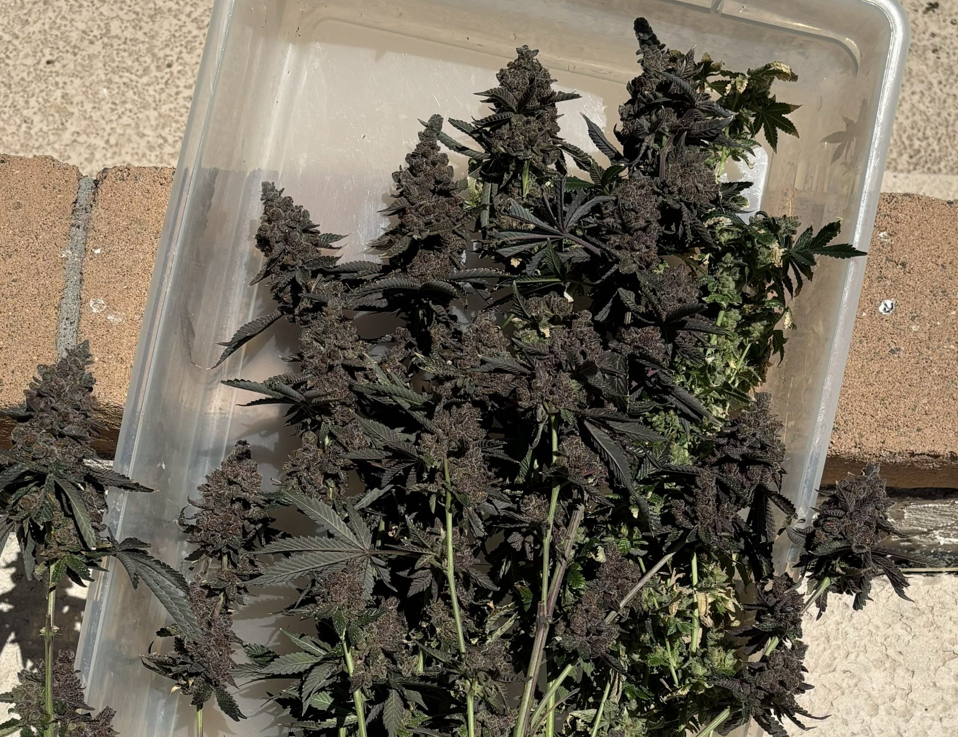 Mature cannabis plants in a clear plastic container on a concrete surface.