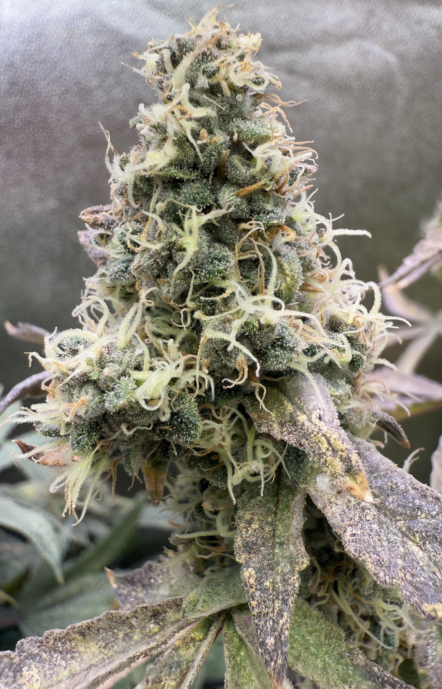 Lung Buster Clone - Breedlove Genetics