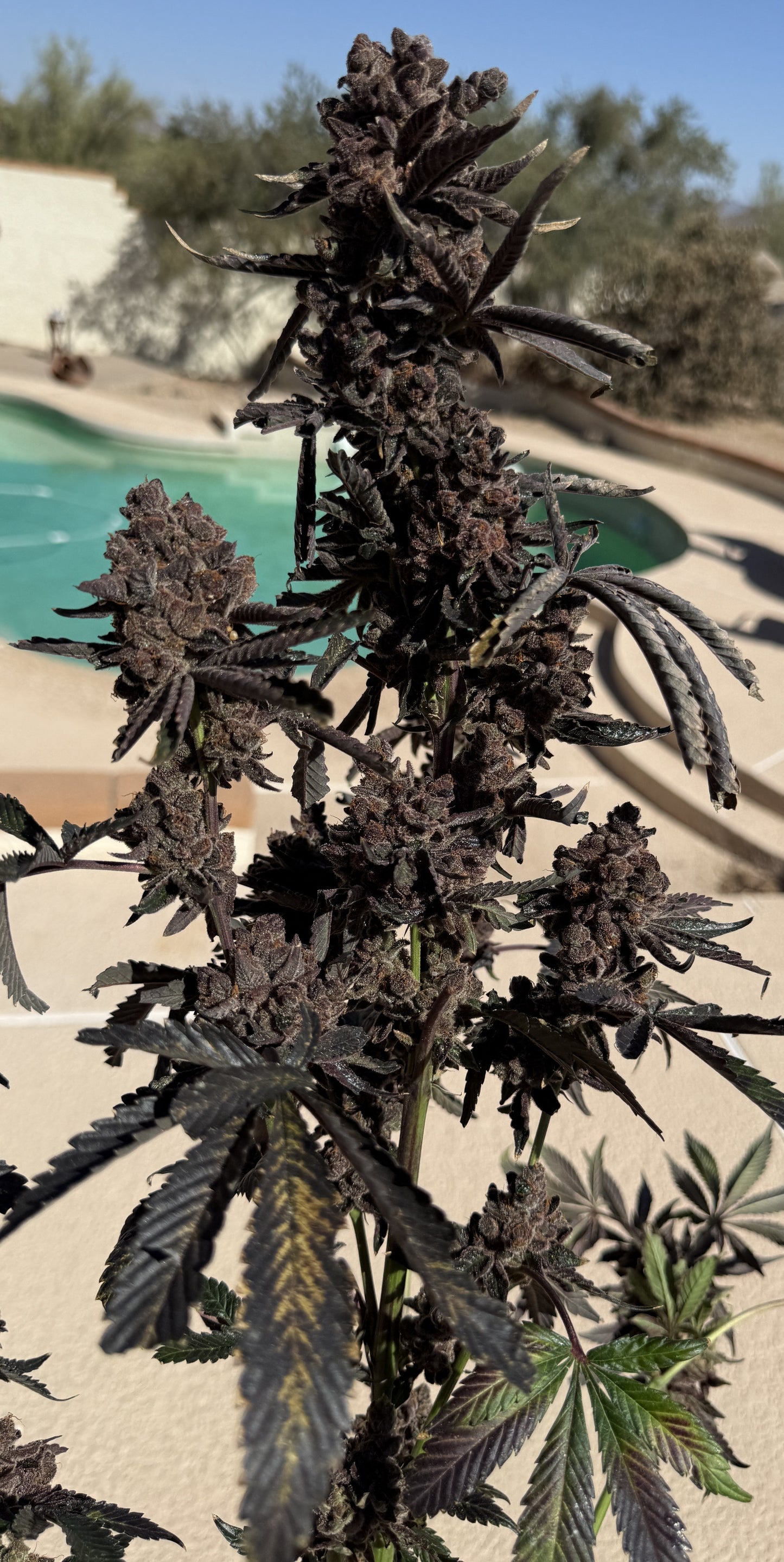 Lung Buster Clone - Solfire Gardens